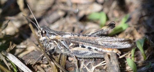 Réf. 327 720 : Chorthippus brunneus brunneus